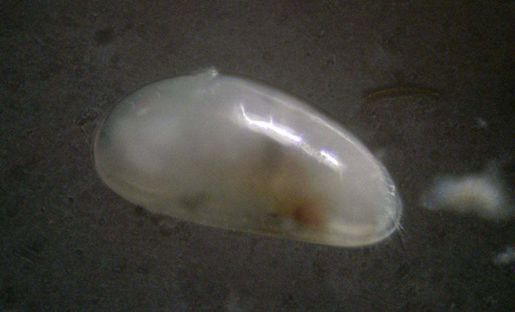 Proviamoci con gli Ostracodi marini